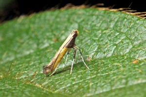 Cover photo for What Is Azalea Leafminer? Nursery Pest Alert!