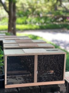 Cover photo for Bees! Bees! and More Bees!