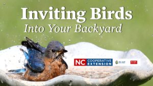 blue bird sitting on a bird bath