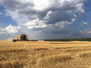 Combine harvesting wheat