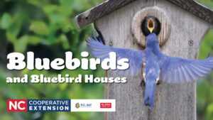 bluebird and house