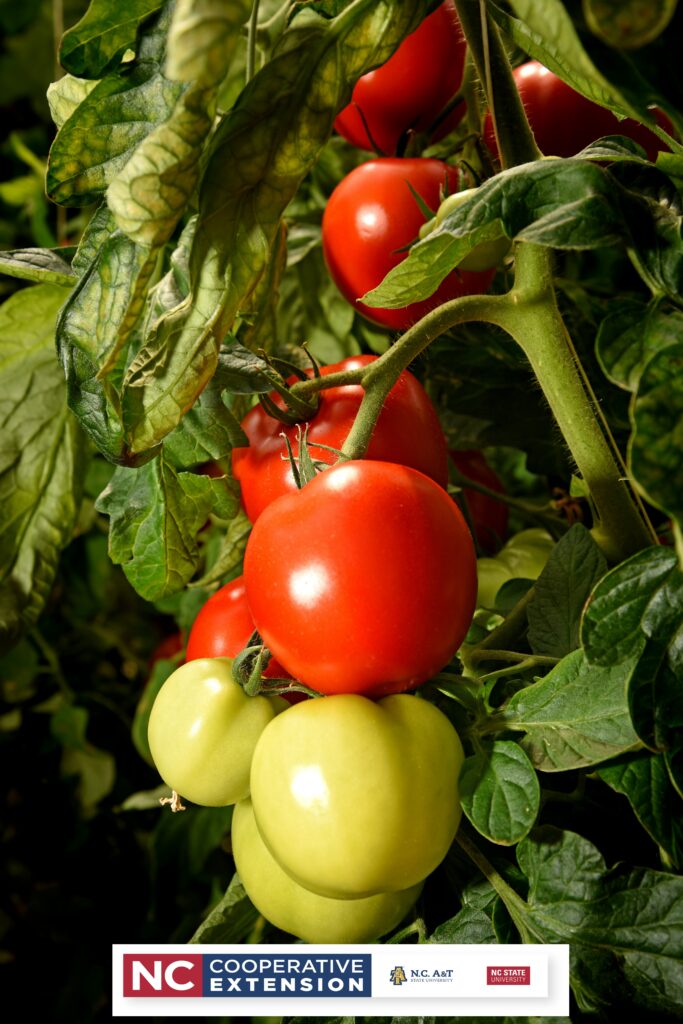 Growing Tomatoes In The Home Garden Better Living Series N C Cooperative Extension