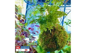 kokedama ball