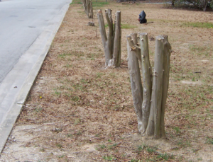 Cover photo for To Prune or Not to Prune?