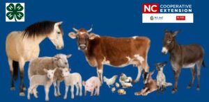 Cover photo for 4-H Clover Class Series - Livestock 101
