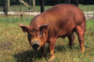 Cover photo for May 2021 Livestock Newsletter