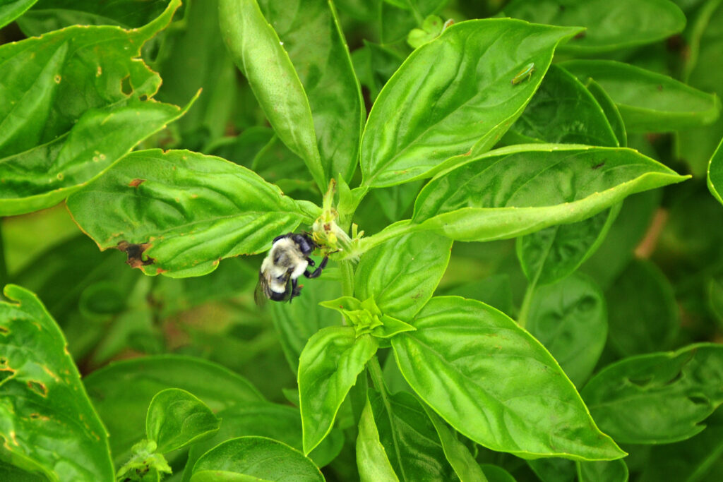 Cross Pollination Facts N.C. Cooperative Extension