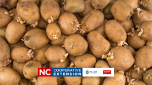 seed potato image