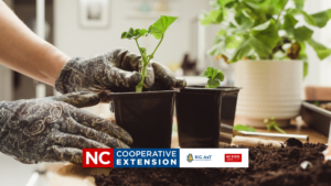 plant propagate