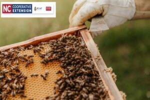 beginning beekeeping