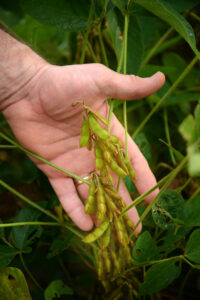 soybeans