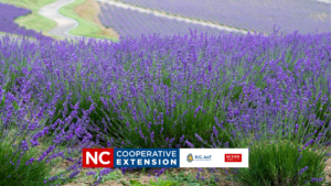 Cover photo for Lavender Lunch and Learn