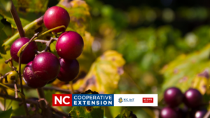 Muscadine Production and Care