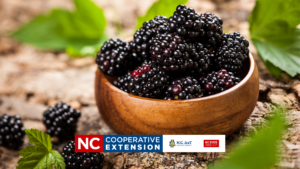 Learn to grow blackberries.