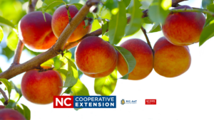Peach Farm Tour