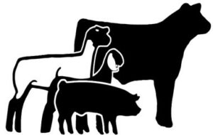 livestock photo