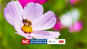 Beginning Beekeepers