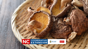 growing Shittake Mushrooms