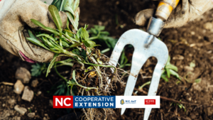 weed control in lawns